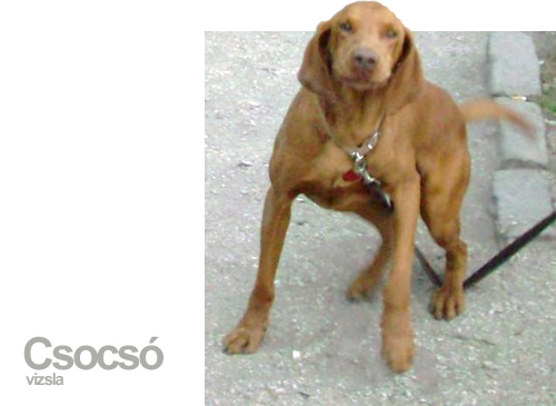 Csocsó