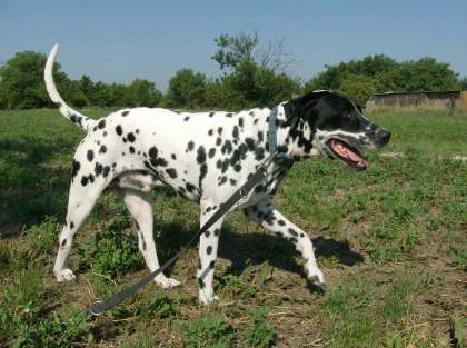 Dalton alias Boci dalmata kan kutyus gazdát keres
